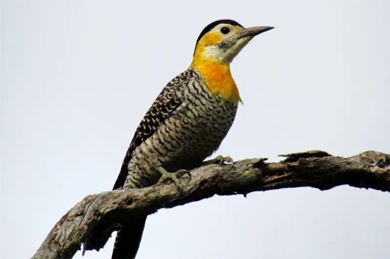 AVES